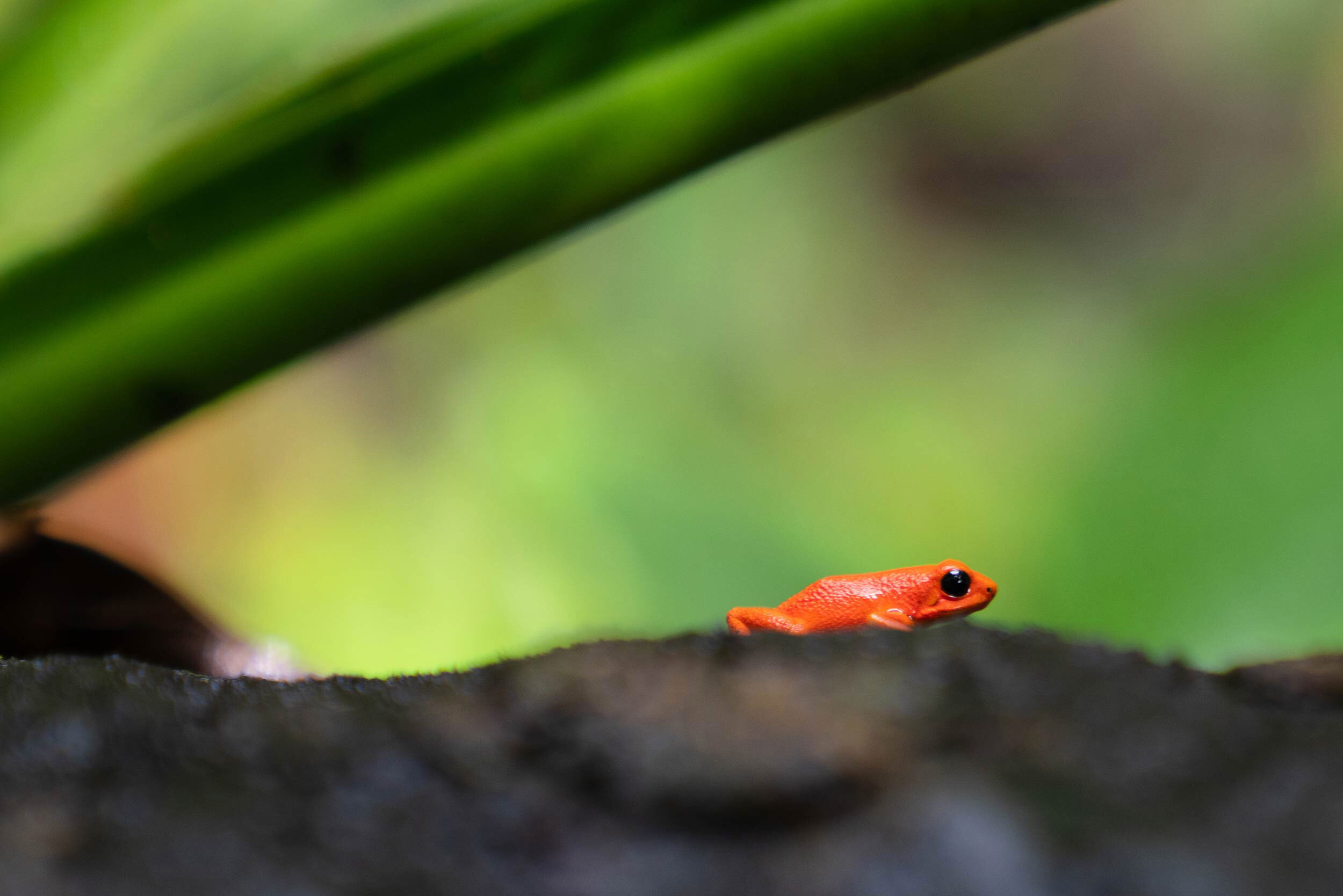 Red-Frog.jpg