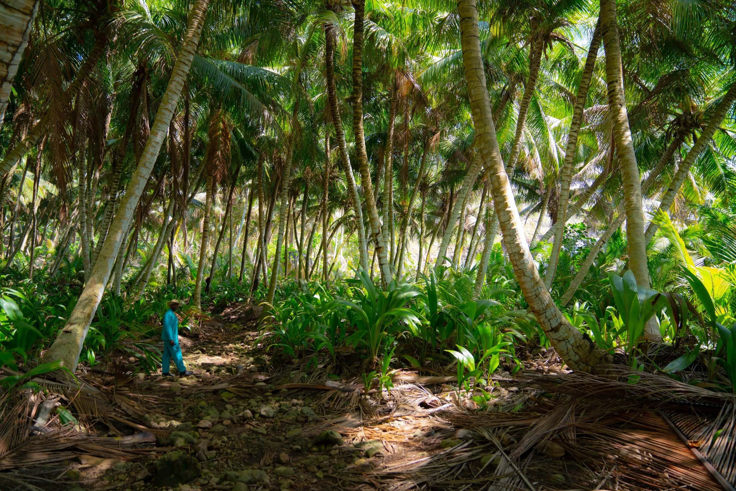 Guide in green palms.jpg