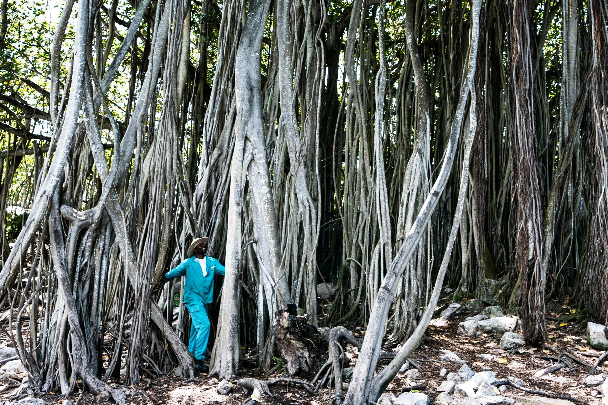 Guide in tree roots.jpg