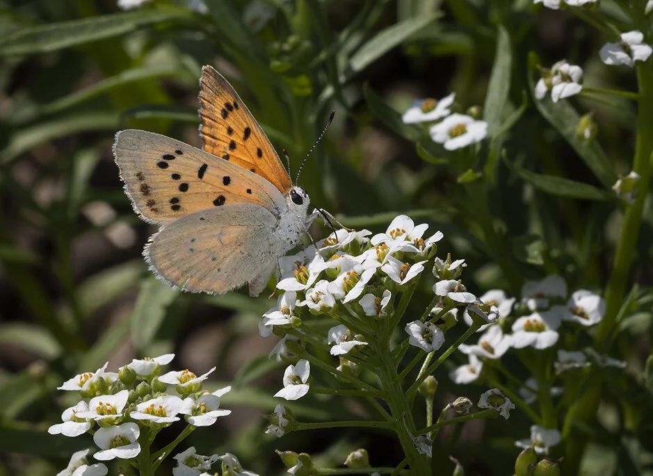 The Pollinator Garden