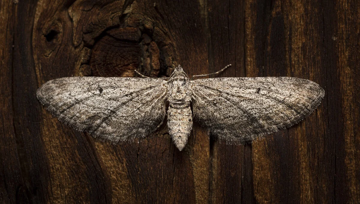 The Value of Bugs