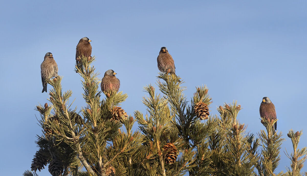 Rosy-finches