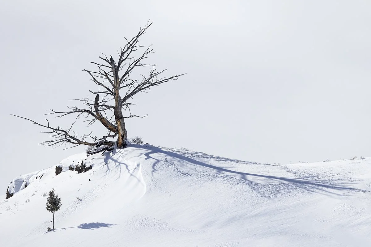 Yellowstone on Skis