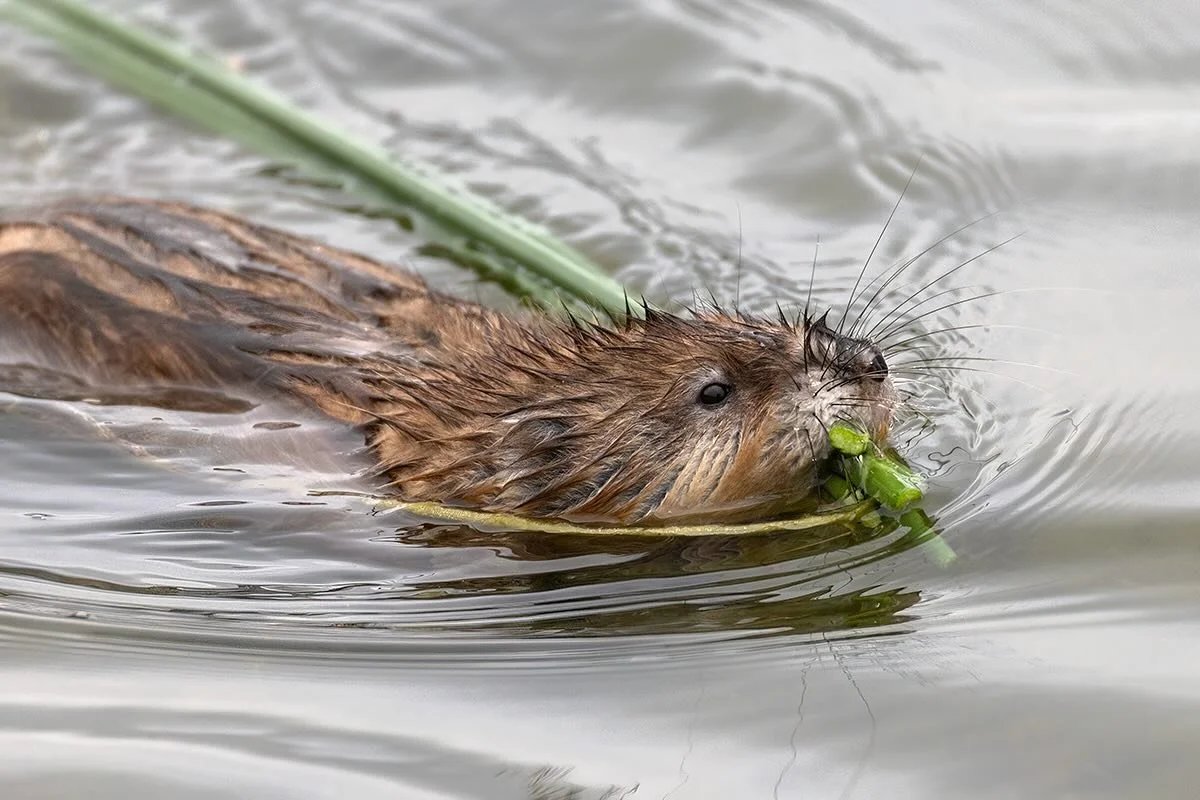 Muskrats don&rsquo;t get a lot of respect but I love watching these large, hard working, amphibious rodents constantly working on their dens.
#mammal #wildlife #rodents #muskrats #wyoming #nature #lightinthevalley