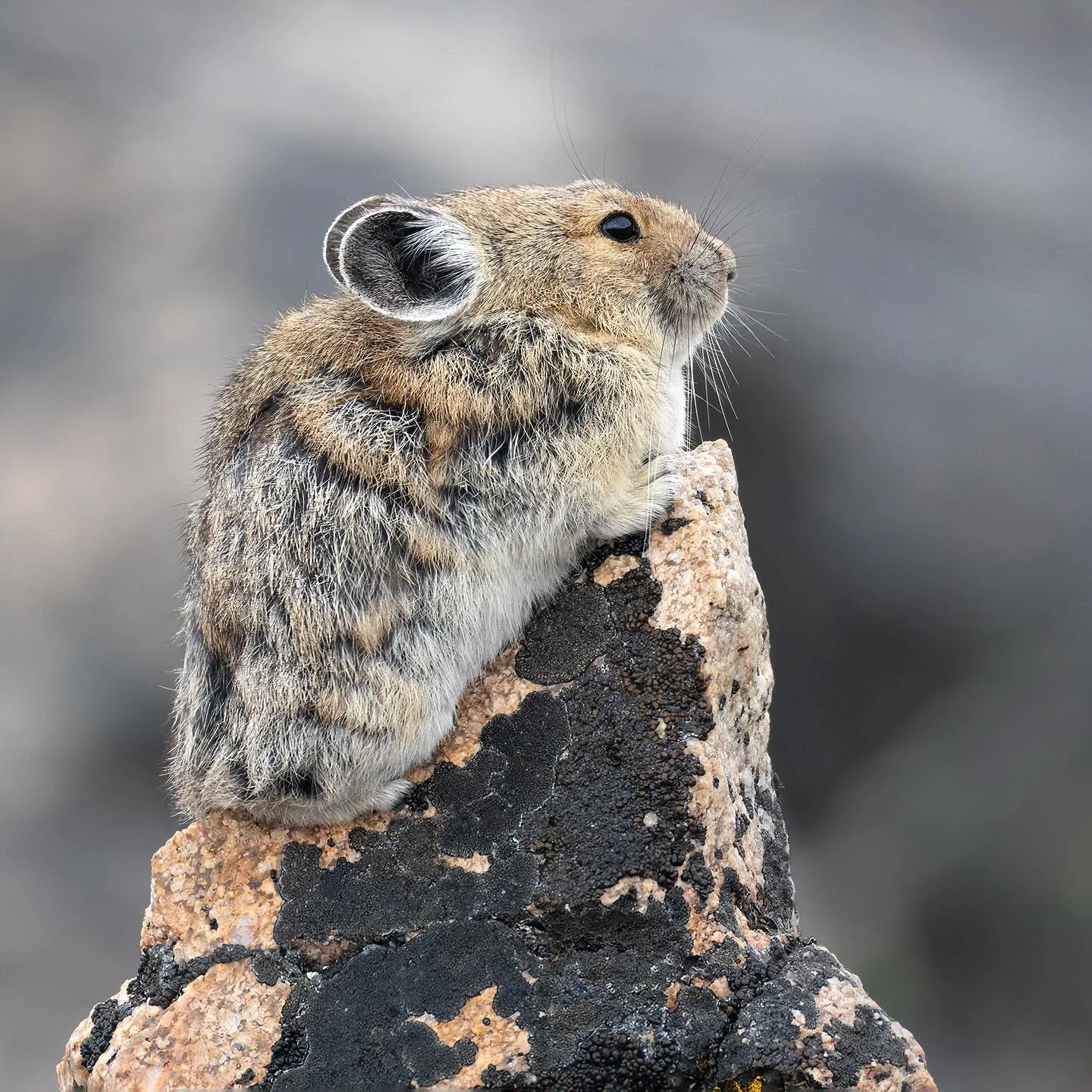 Has there ever been a more perfect pika perch than this piece of Beartooth granite?
#pika #wildlife #beartoothmountains #wyoming #nature #lightinthevalley