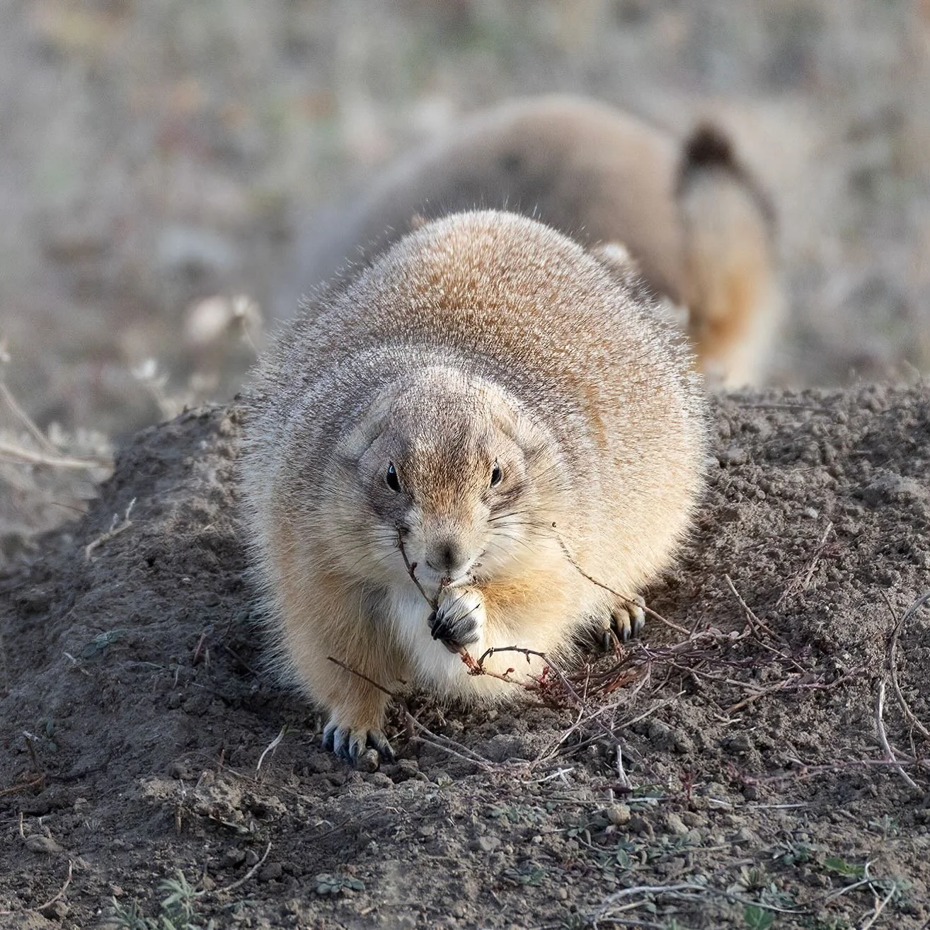 Putting on the winter weight!
#prairiedogs #wildlife #rodents #hyperphagia #lightinthevalley
