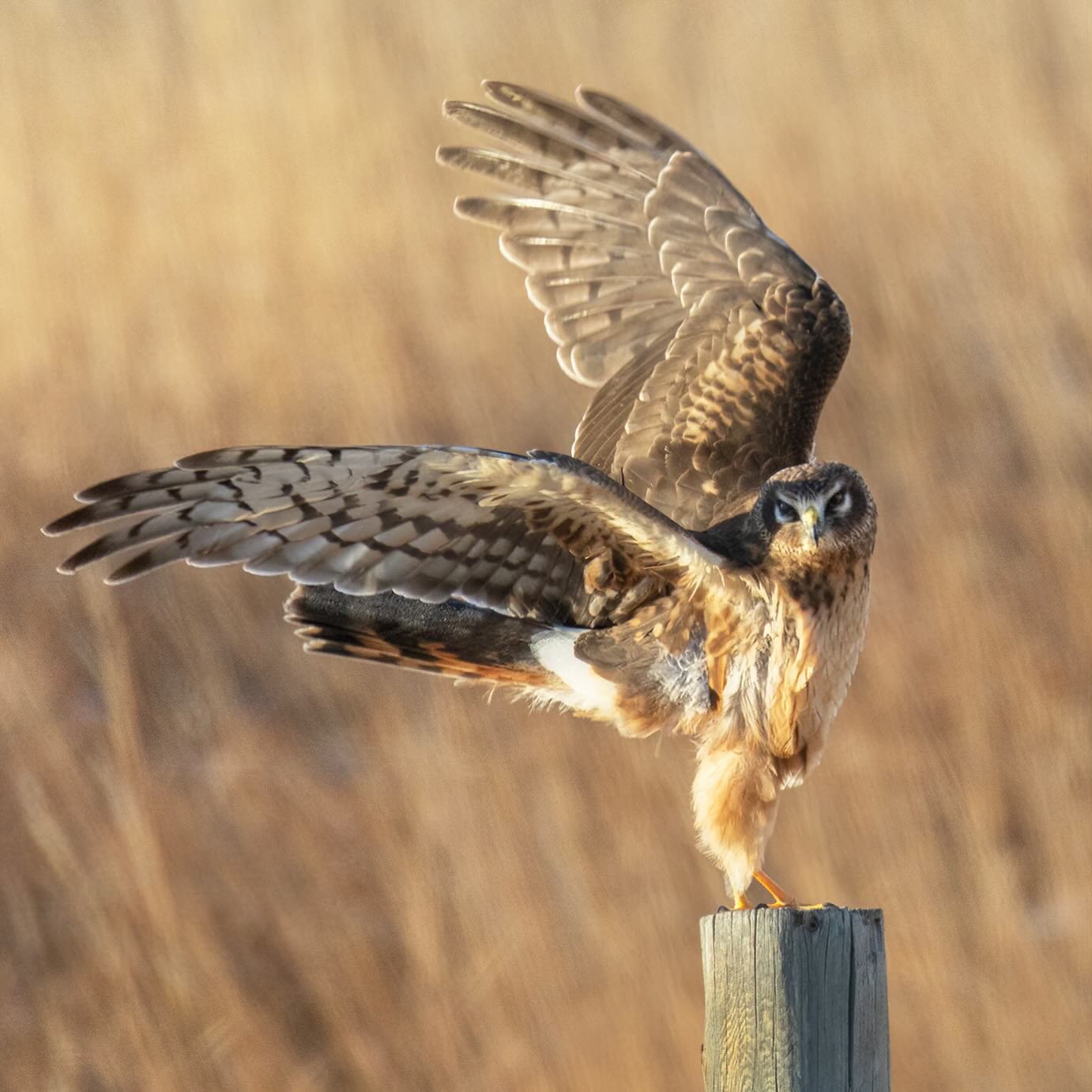 Some people have angels on their Christmas trees&hellip;I have them on my fence posts!
#northernharrier #birds #wildlife #wyoming #lightinthevalley