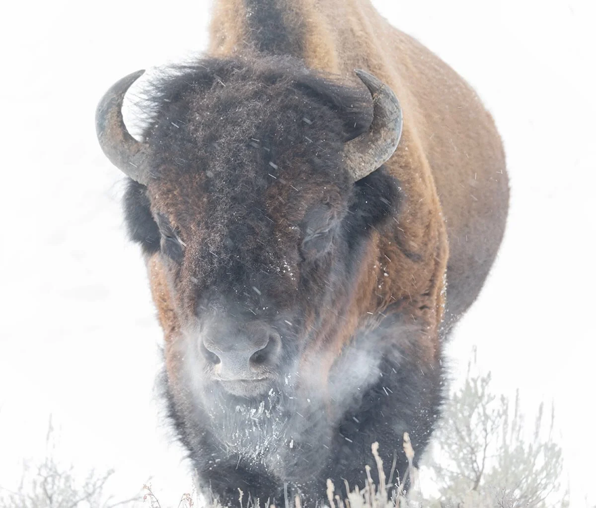 Out of the storm.
#bison #snow #yellowstone #wildlife #lightinthevalley