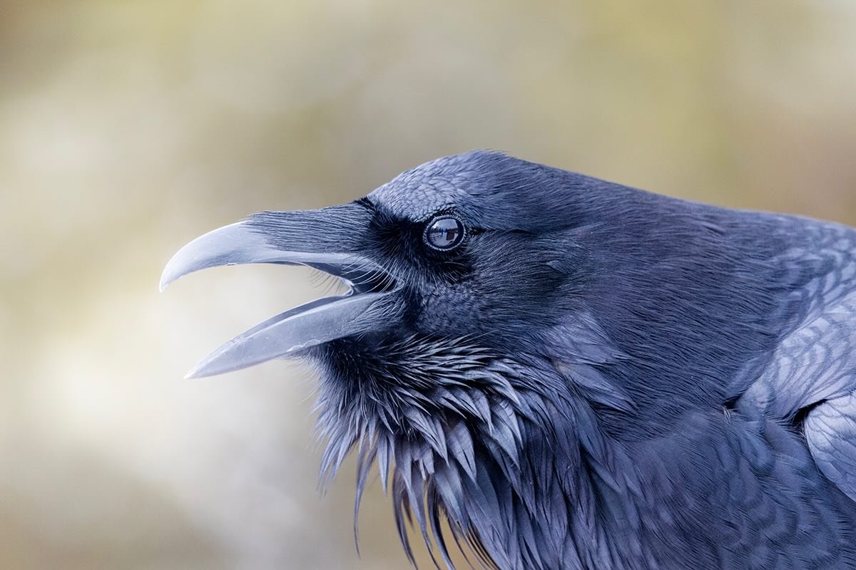 Common Raven talking on a frosty morning.
#raven #yellowstone #wildlife #lightinthevalley #bird