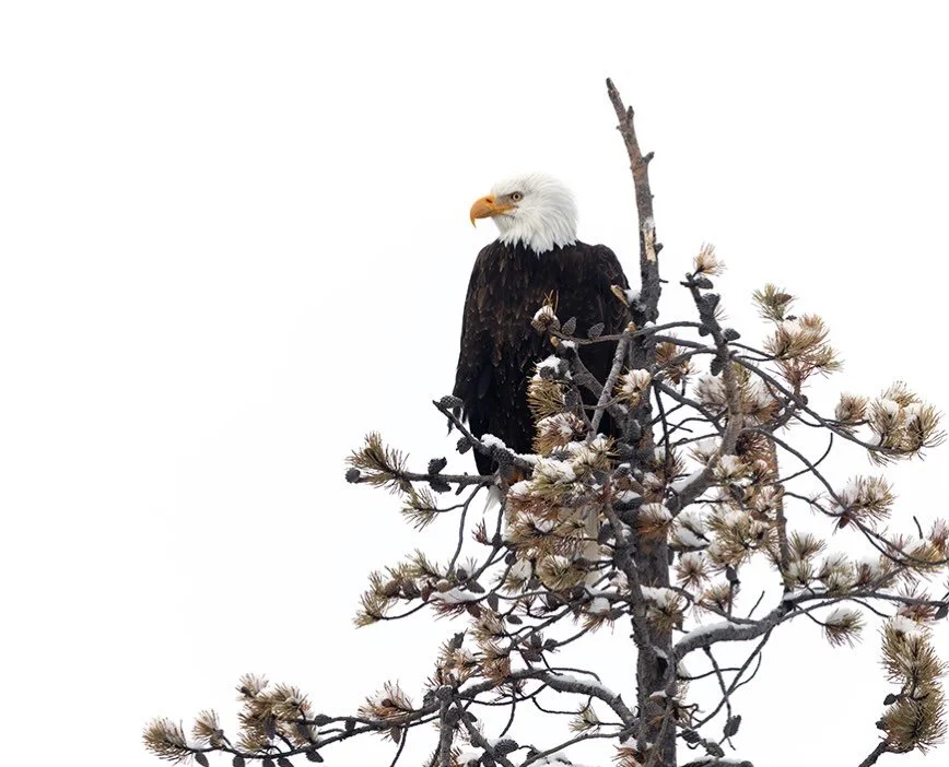 The lookout. #baldeagle #birds #wildlife #lightinthevalley #wyoming