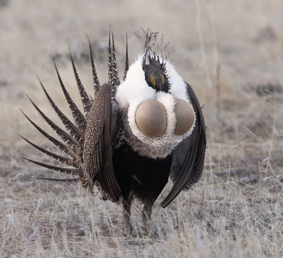 How can a female greater sage grouse possibly resist this guy?! #matingseason #greatersagegrouse #wyoming #lightinthevalley #birds
