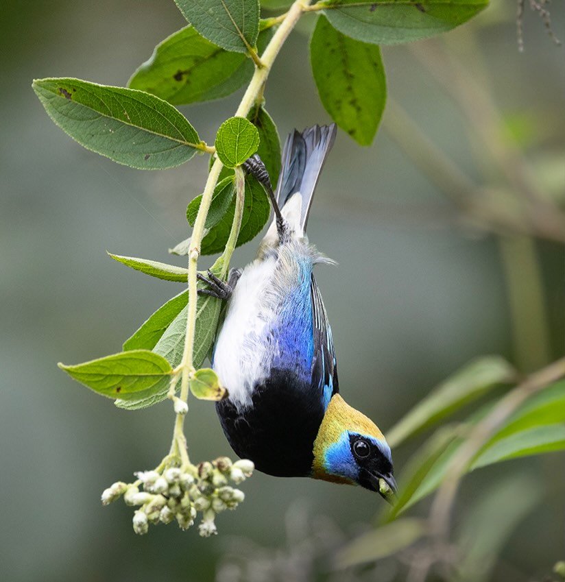 One of my favorite of many tanagers found in Costa Rica - the Golden-Hooded Tanager.
#birds #costarica #tanager #lightinthevalley #wildlife