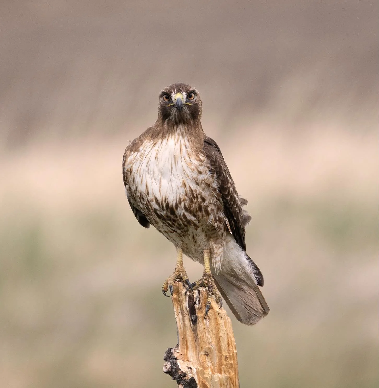 I think this red tailed hawk in my yard in Cody might have caught sight of my camera😁 #hawk #bird #wildlife #wyoming #lightinthevalley