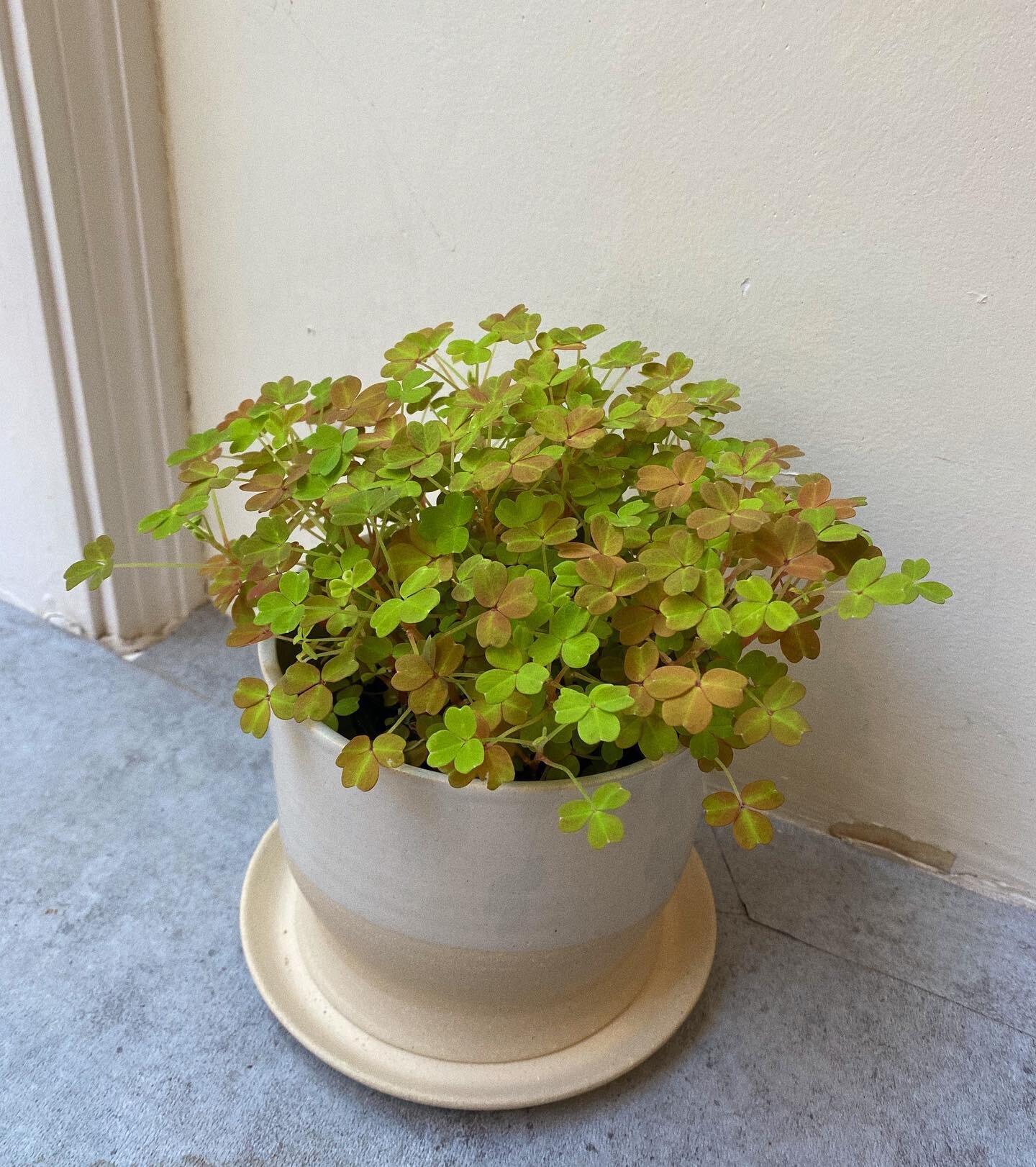 Clovers in the shop just in time for St. Patty&rsquo;s day ☘️🍀