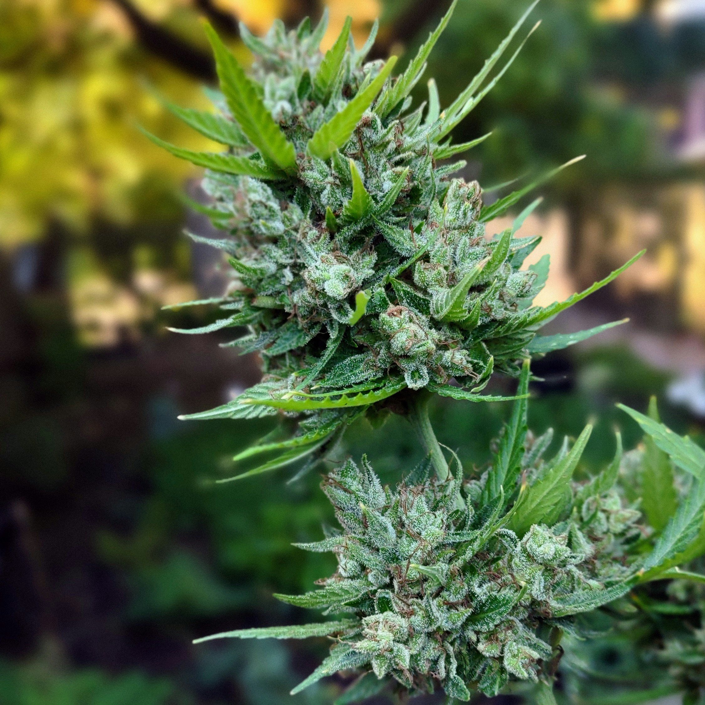 Retail Marijuana Market Likely Coming to Virginia Following Election — But Sales Won’t Begin Until 2027