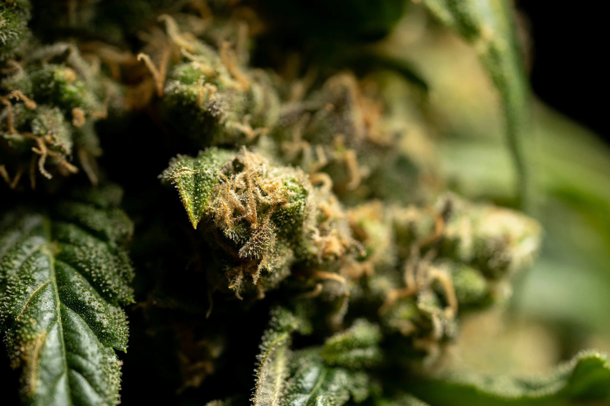 what to do after receiving your medical marijuana card