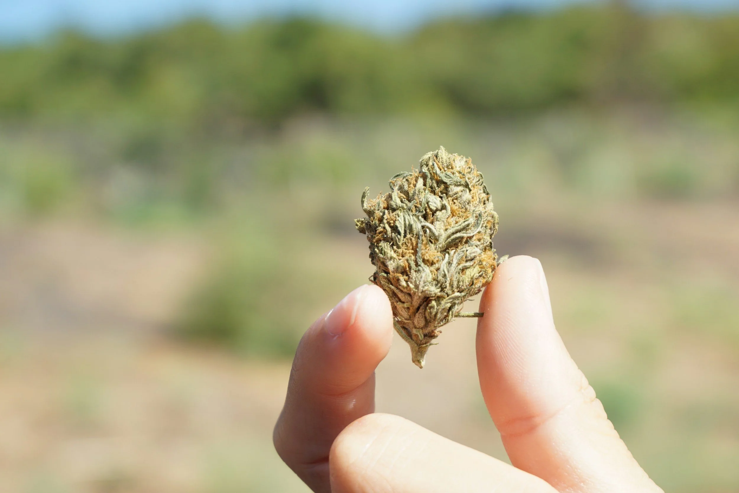 what patients should know about medical cannabis card renewal