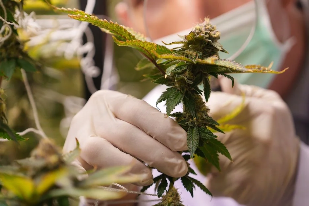 Marijuana Rescheduling to Schedule III: What Patients Should Know