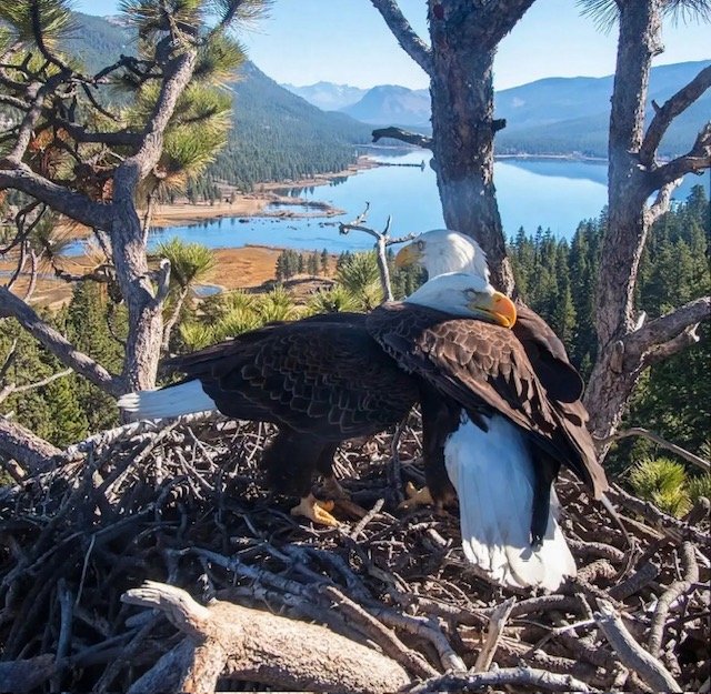 Storytelling Lessons from Jackie and Shadow the Bald Eagles
