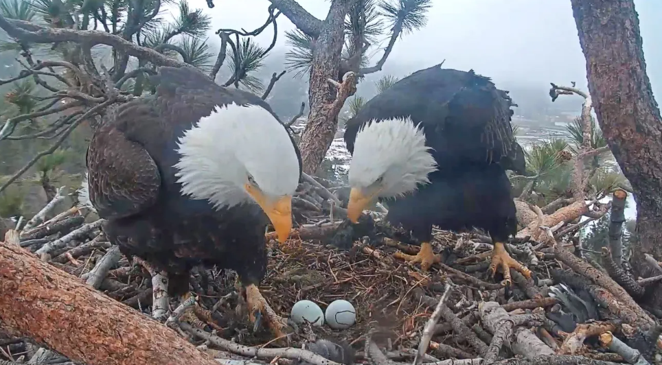 Bald eagles Jackie and Shadow standing in the nest over two eggs