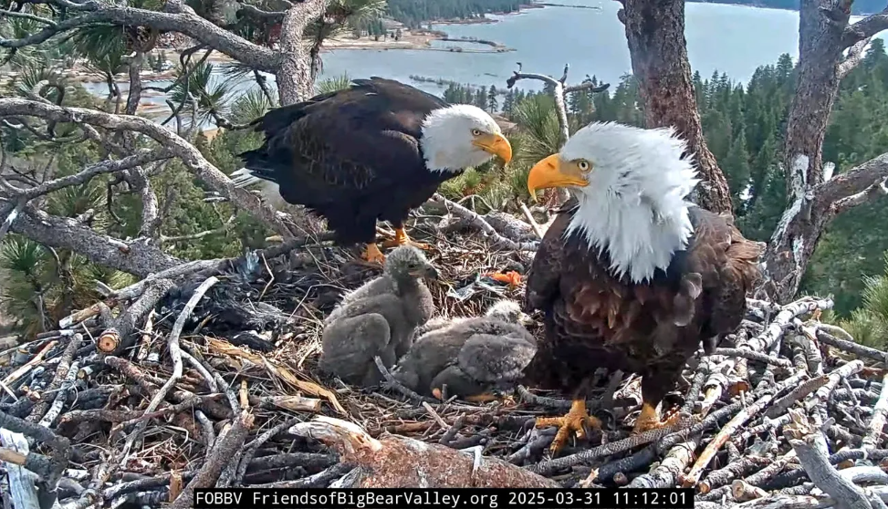 Bald eagles Jackie and shadow in their nest with two eaglets