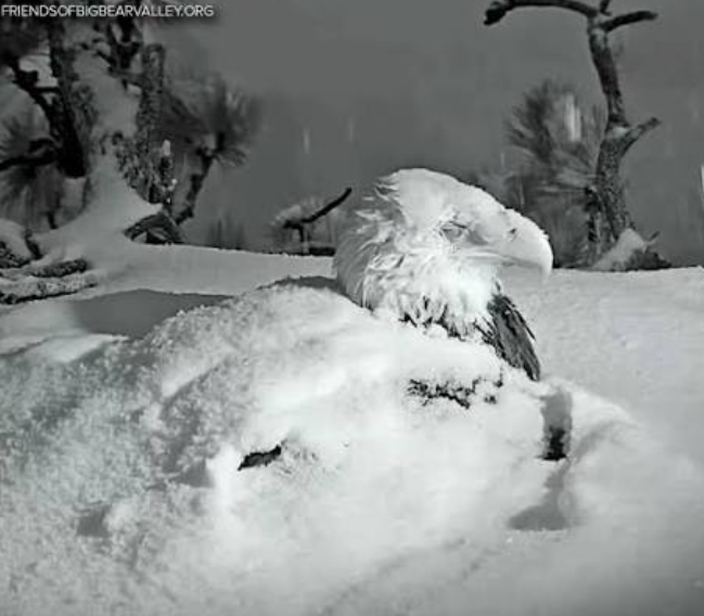 Bald eagle jackie fully coated in snow in the eagle nest.
