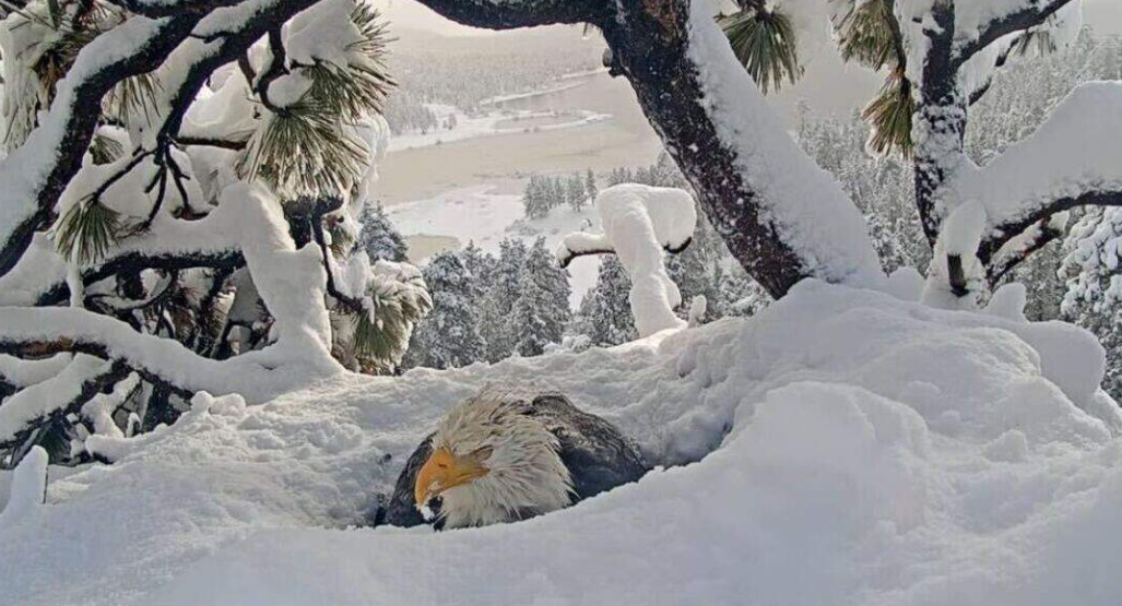 Bald eagle Jackie sitting in an eagle nest in Big bear covered in snow