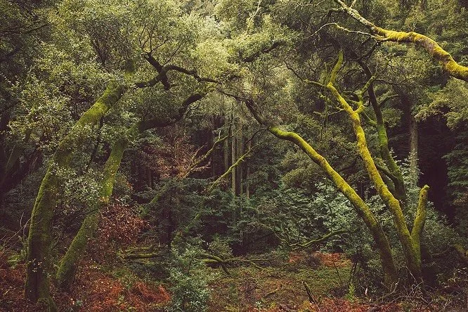 Shot on a stunning winter day in the Oakland Hills, this print is more than wall art&mdash;it&rsquo;s an invitation to take a slow, deep breath.
Escape to the woods without ever leaving your couch. Find the purchase link in my bio!
#ForestPrint #Inte