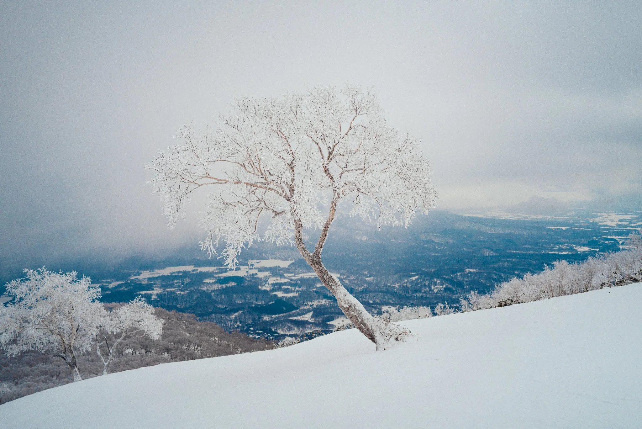White Hokkaido