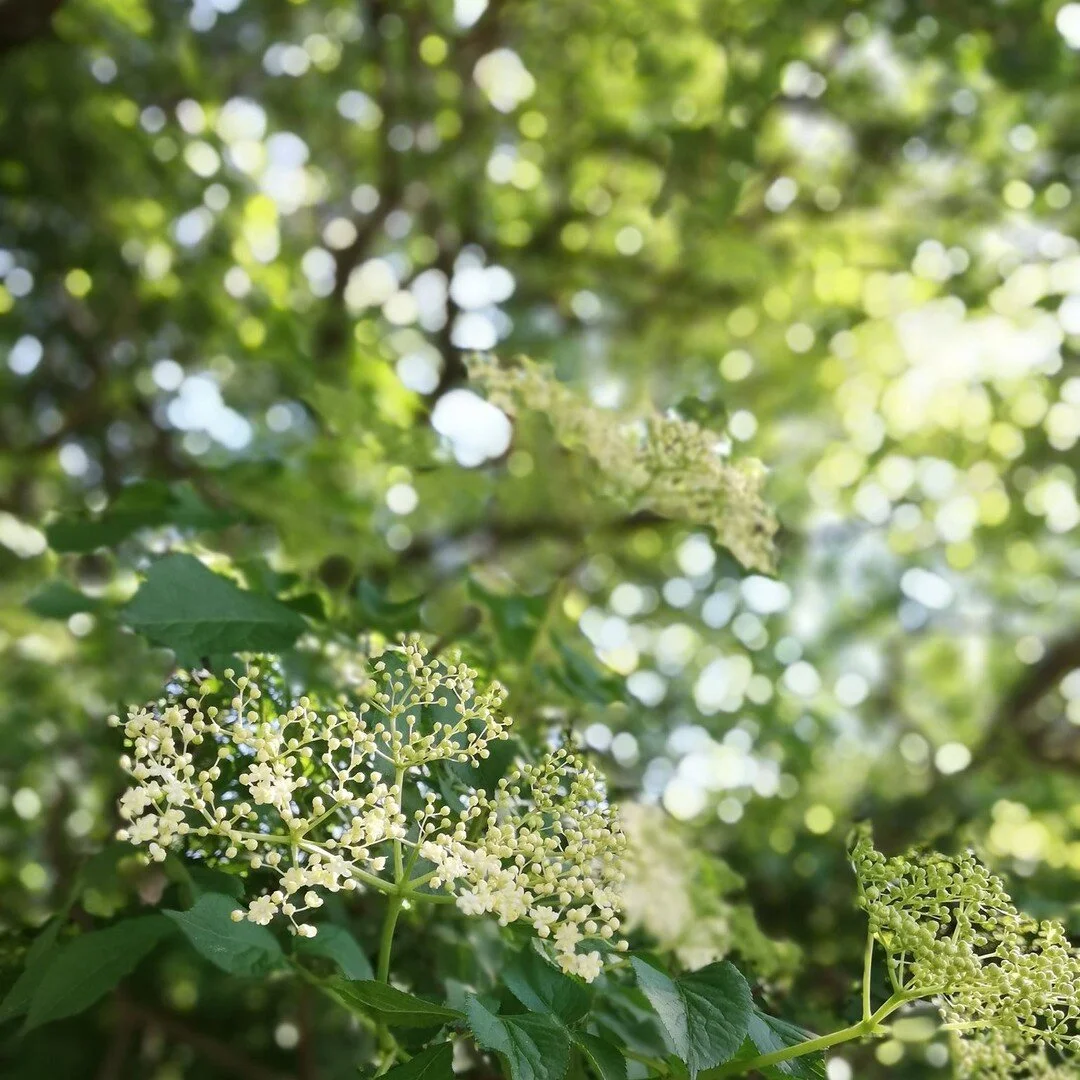 &deg; Aube &deg; Solstice &deg;

Voil&agrave; quelques jours, que j'ai fait une tr&egrave;s mauvaise chute en v&eacute;lo, glisser dans les 100 derniers m&egrave;tres apr&egrave;s une longue ballade aux cimes du monde. La vie est simple. La po&eacute