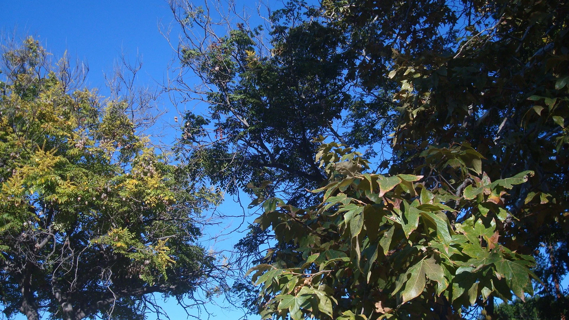 L.A.’S TREES ARE NECESSARY INFRASTRUCTURE — UN4LA