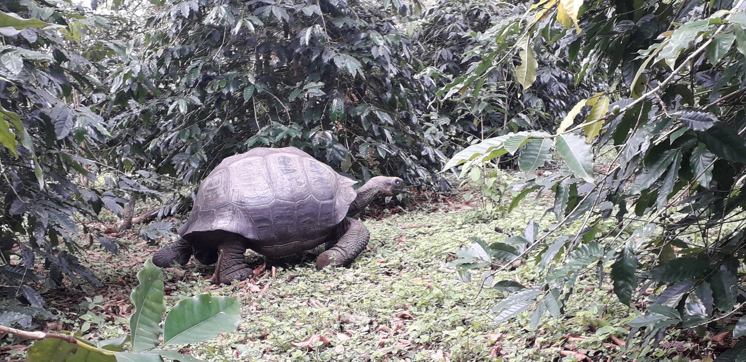 turtle in the coffee.jpeg