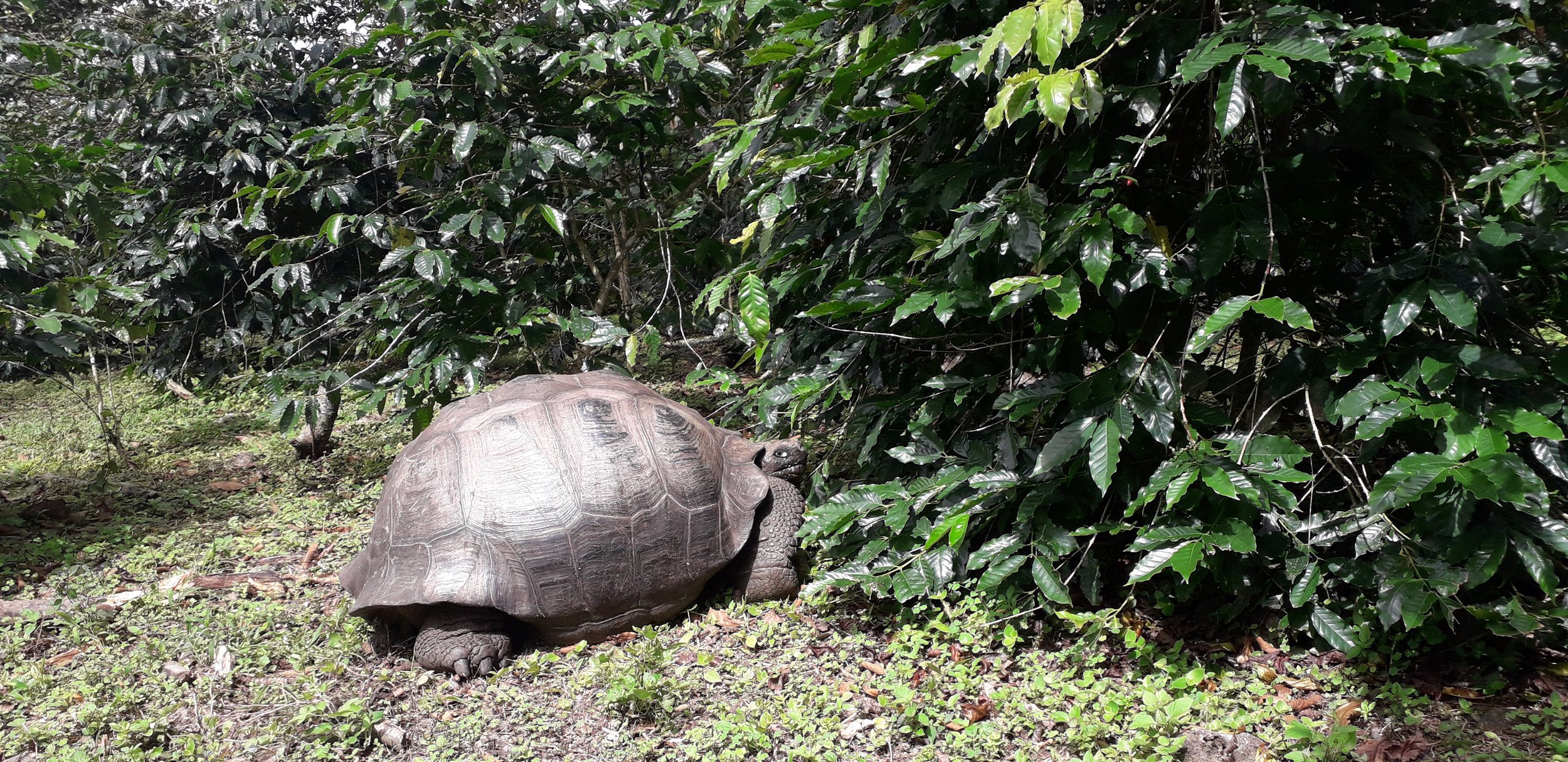 Galapagos 57.jpg