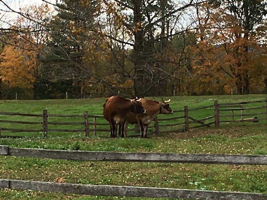 Cows in pasture.jpg