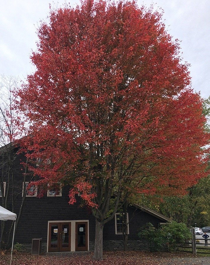 Flaming Tree.jpg