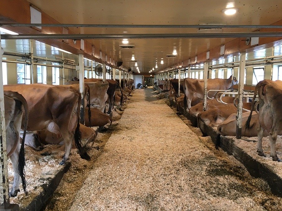 Milk cows.jpg