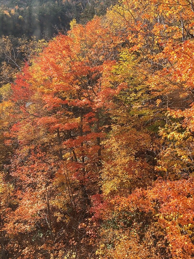 Colors of Fall.jpg