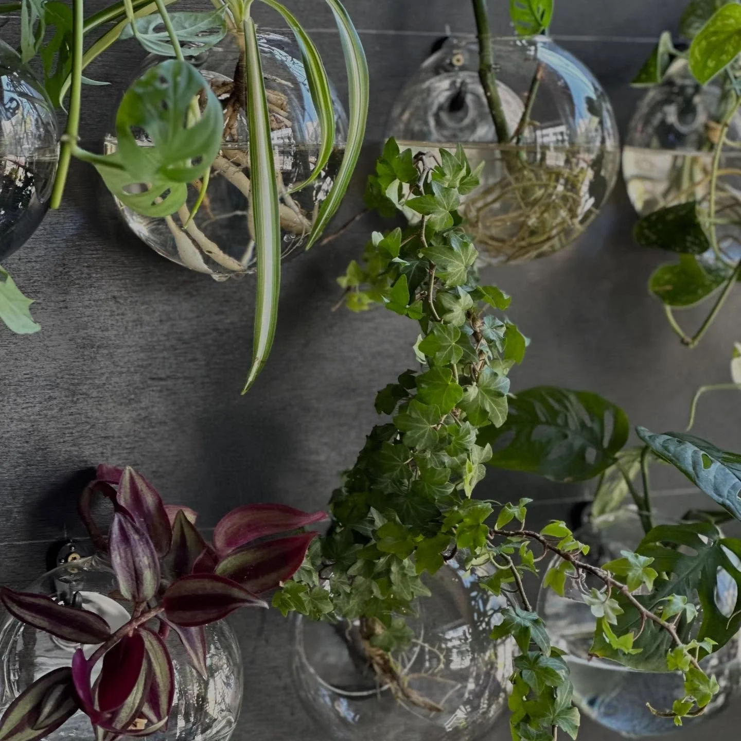 Love drinks? Love plants? 
Get both of them with us Saturday, January 17th 5-8pm

Dry January?? We have a great selection of zero proof drinks!