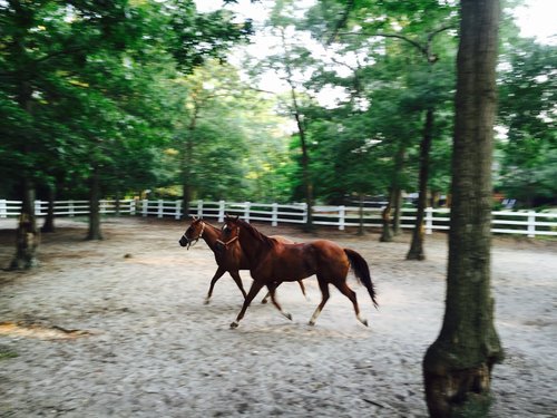 Skye Acres Equestrian Center, business photo 4