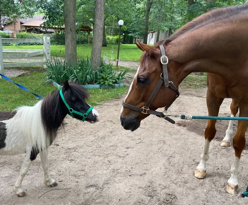 Skye Acres Equestrian Center, business photo 6