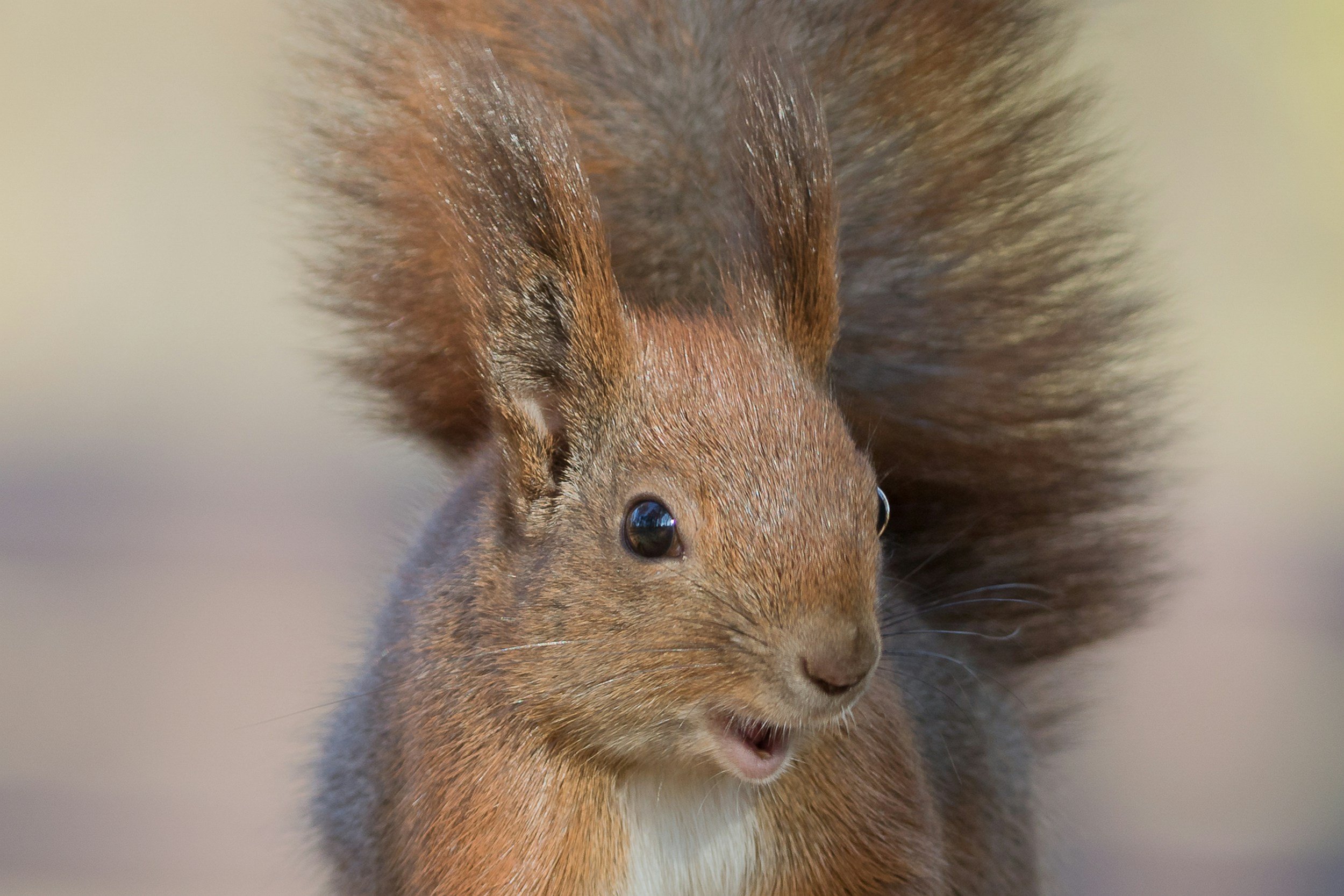 Squirrels, Snacks, and Storytime: Easy Winter Fun With Grandkids