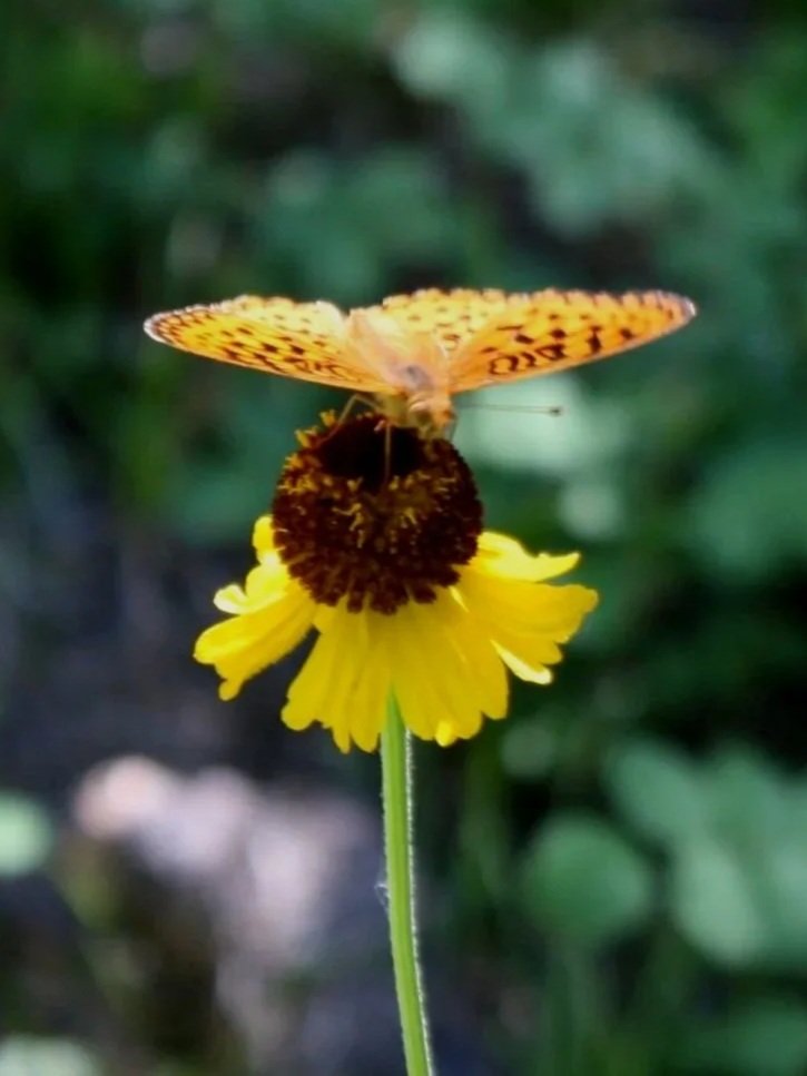 Orange butterfly perched on a yellow flower with dark center, green blurred background.