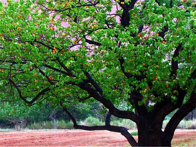 Capitol Reef Apricots