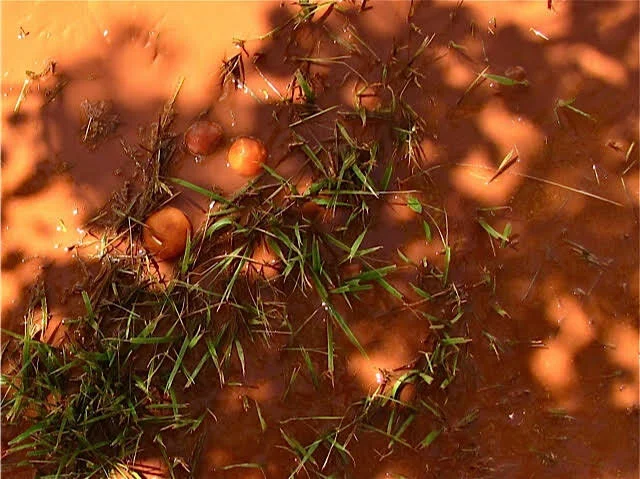 Capitol Reef Apricots and Mud