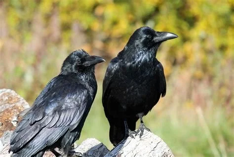 RAVEn