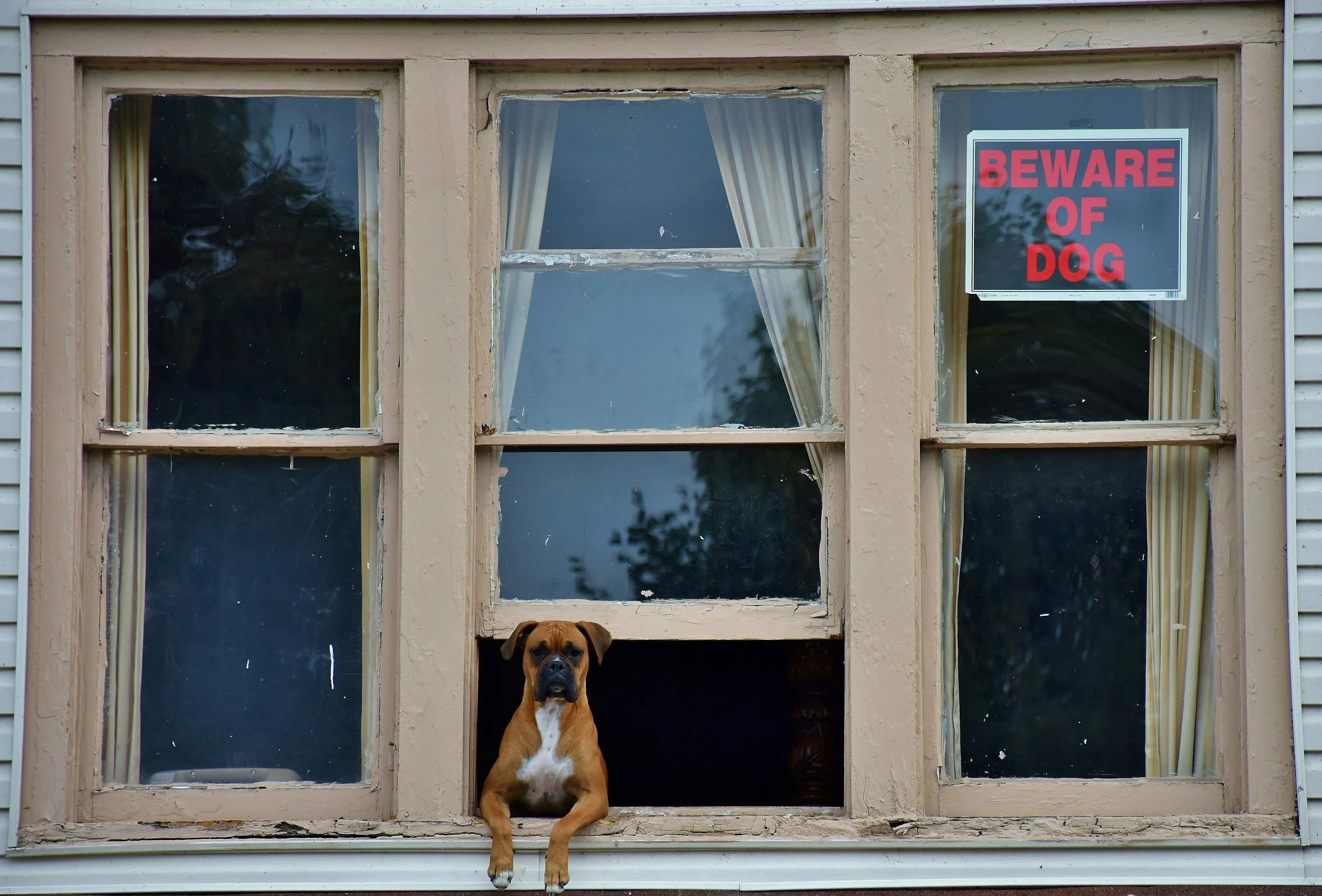 A brown and white dog sitting on the windowsill of a house, looking out from a set of old, peeling wooden windows with curtains inside. A large sign on the right window reads 'BEWARE OF DOG' in red capital letters.