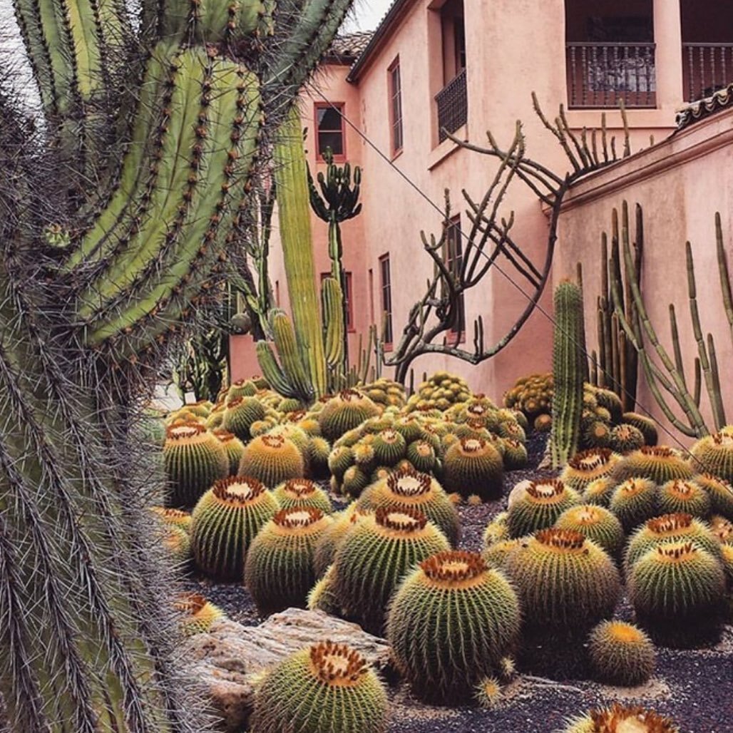 Lotusland beauty. 
A magical, secret garden created by Madame Ganna Walska. The other name for the Golden Barrel Cactus (Cacti) is apparently, &ldquo;Mother-in-Law Tongue&rdquo;.
@lotuslandgarden 

#secretgarden #lotusland #lotuslandgarden #montecito