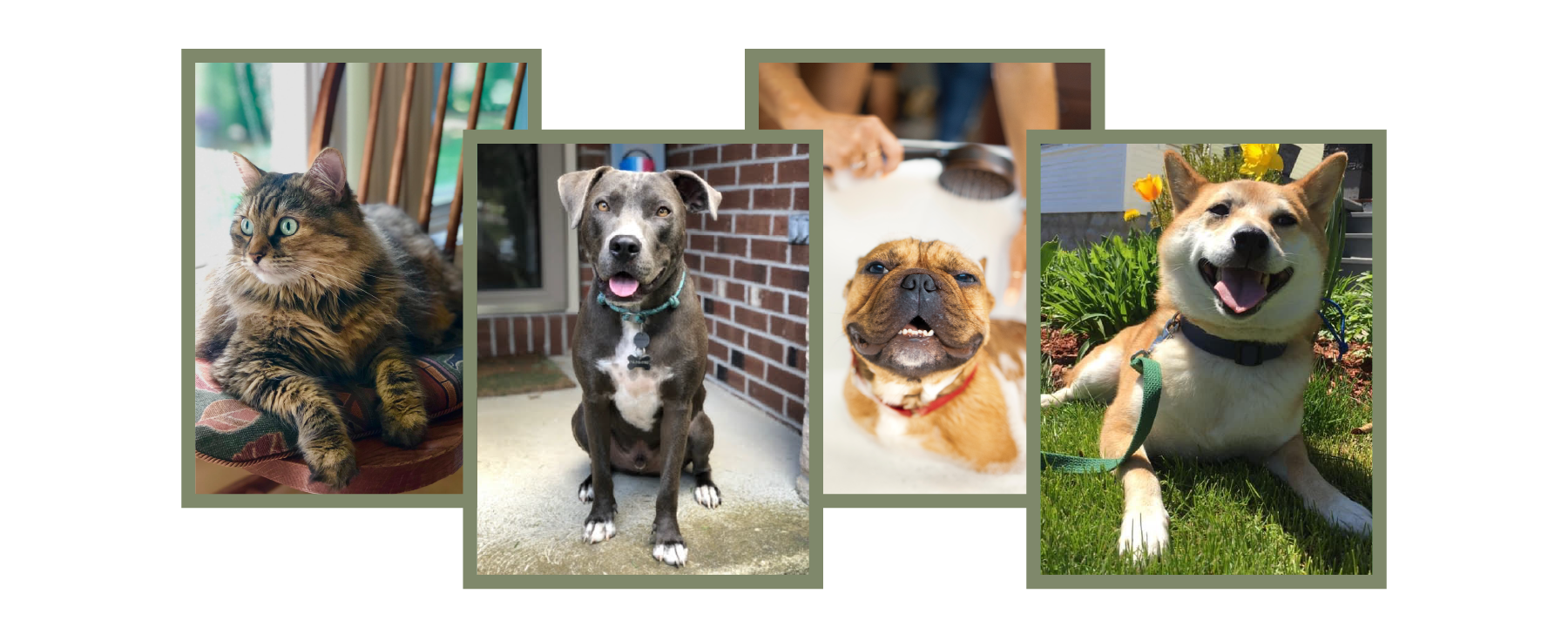 Dog Walking & InHome Pet Setting Amherst & Tonawanda NY Claws and