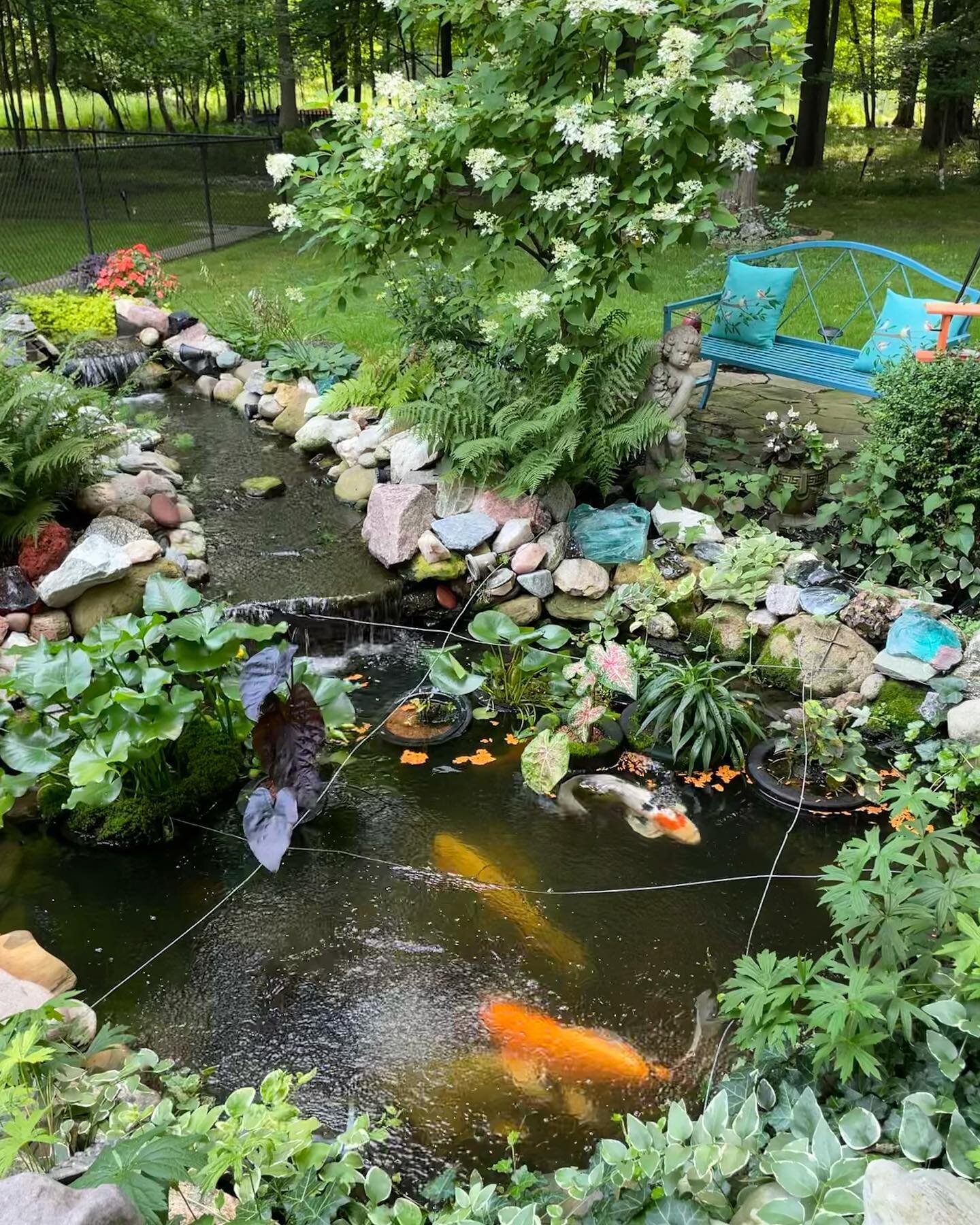 A beautiful Koi pond we get to take care of for the week! I&rsquo;ll take one of these in my yard 😍
