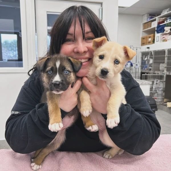 One of life's big lessons is to take time to stop and snuggle the puppies...
How cute are these two little ones coming in from @preciousrescue ?
Happy Friyay! 

#horseshoevalleyvet #horseshoevethospital #horseshoevet #vetclinic #veterinary #vet #crai